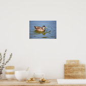 Mallard Duck Foto Poster (Küche)