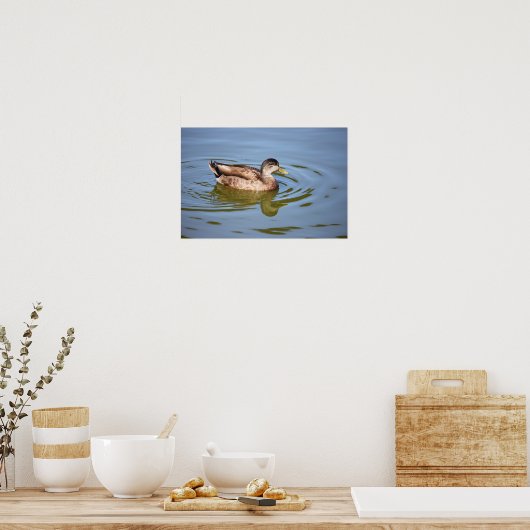 Mallard Duck Foto Poster (Küche)