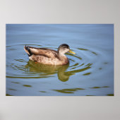 Mallard Duck Foto Poster (Vorne)