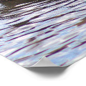 Mallard Duck Foto Poster (Ecke)