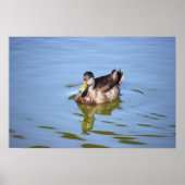 Mallard Duck Foto Poster (Vorne)