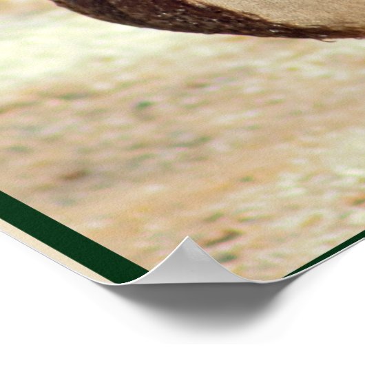 Mallard Duck Foto Poster (Ecke)