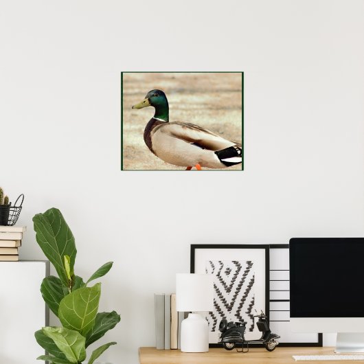 Mallard Duck Foto Poster (Heimbüro)