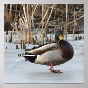 Mallard Duck Foto Poster