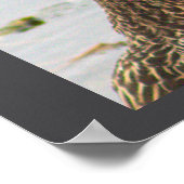 Mallard Duck Foto Poster (Ecke)