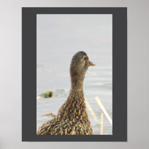 Mallard Duck Foto Poster