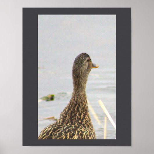 Mallard Duck Foto Poster (Vorne)