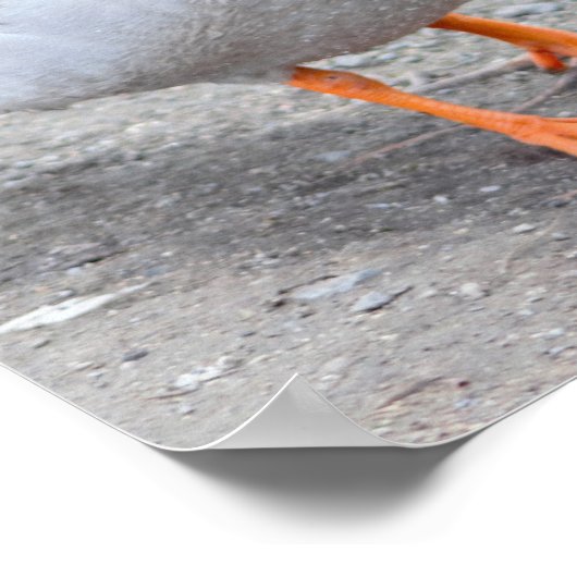 Mallard Duck Foto Poster (Ecke)