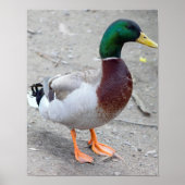 Mallard Duck Foto Poster (Vorne)