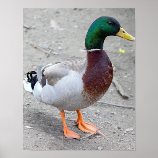 Mallard Duck Foto Poster (Vorne)