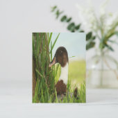 Mallard Duck Foto Postkarte (Stehend Vorderseite)
