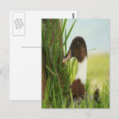 Mallard Duck Foto Postkarte (Vorne/Hinten)