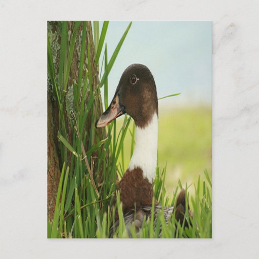 Mallard Duck Foto Postkarte (Vorderseite)