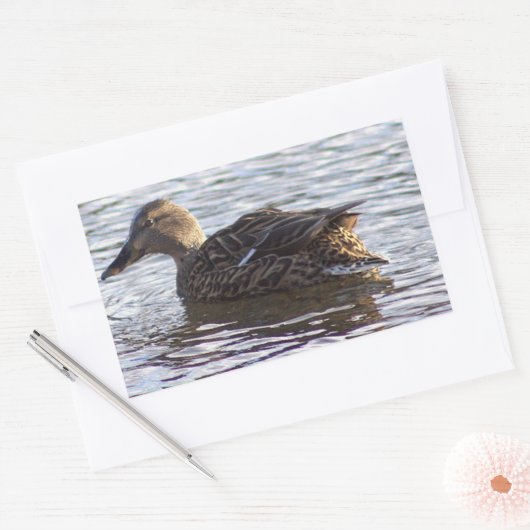 Mallard Duck Foto Stickers (Umschlag)