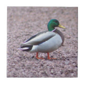 Mallard Duck Foto Tile Fliese (Vorderseite)