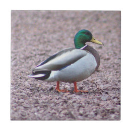 Mallard Duck Foto Tile Fliese
