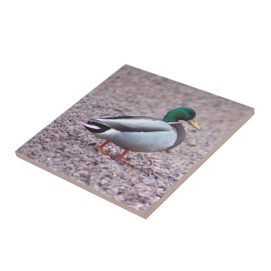 Mallard Duck Foto Tile Fliese (Seite)