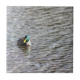 Mallard Duck Foto Tile Fliese