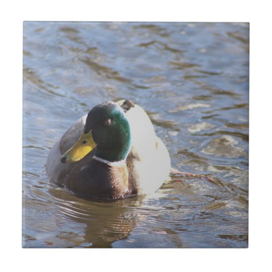 Mallard Duck Foto Tile Fliese (Vorderseite)