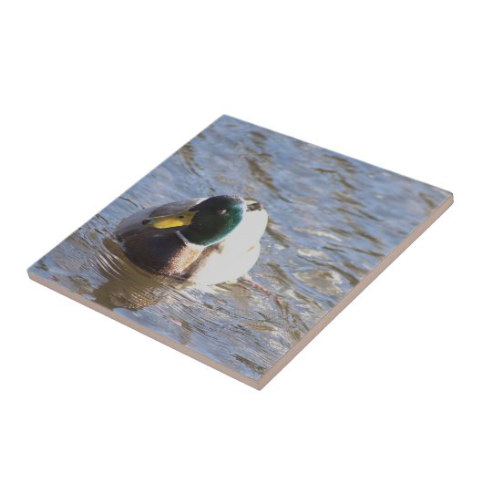 Mallard Duck Foto Tile Fliese (Seite)