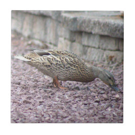 Mallard Duck Foto Tile Fliese