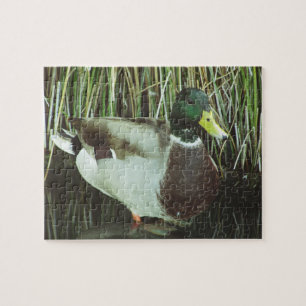 Mallard Duck Foto Wilhelm Tell Puzzle