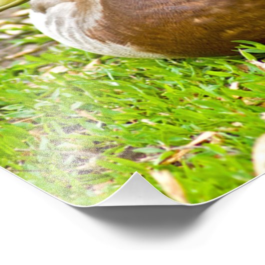 Mallard Duck Fotodruck (Ecke)