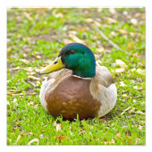 Mallard Duck Fotodruck (Vorne)