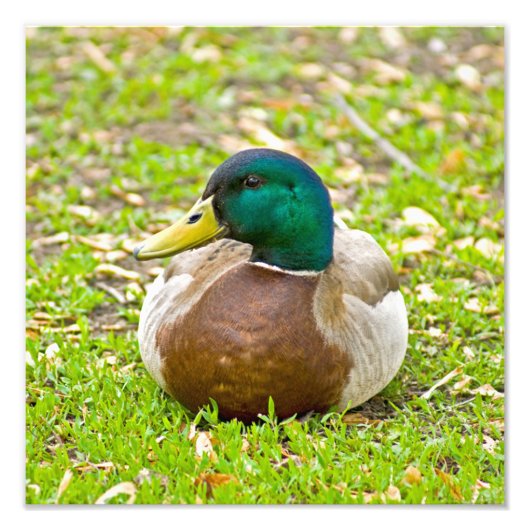 Mallard Duck Fotodruck (Vorne)