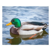 Mallard Duck Fotodruck (Vorne)