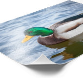 Mallard Duck Fotodruck (Ecke)