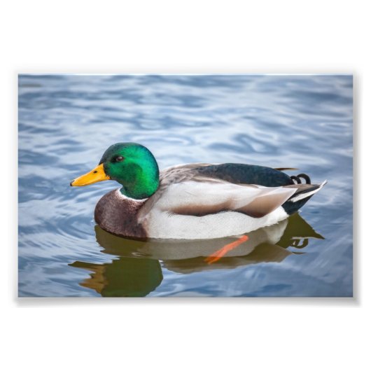 Mallard Duck Fotodruck (Vorne)
