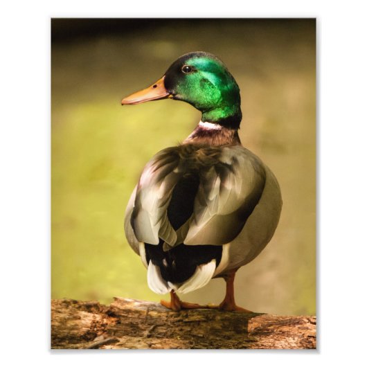 Mallard Duck Fotodruck (Vorne)