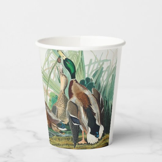 Mallard Duck from Birds of America (Audubon)  Pappbecher (Links)