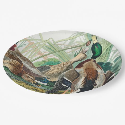 Mallard Duck from Birds of America (Audubon) Pappteller (Schrägansicht)