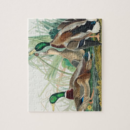 Mallard Duck from Birds of America (Audubon) Puzzle (Vertikal)
