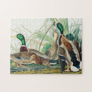 Mallard Duck from Birds of America (Audubon) Puzzle