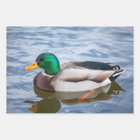 Mallard Duck Geschenkpapier Set (Vorderseite 3)