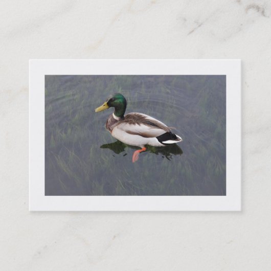 Mallard Duck (grenzt) Visitenkarte (Vorderseite)