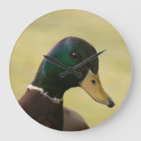 Mallard Duck