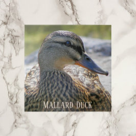 Mallard Duck Hen Foto Keramik Tile Fliese