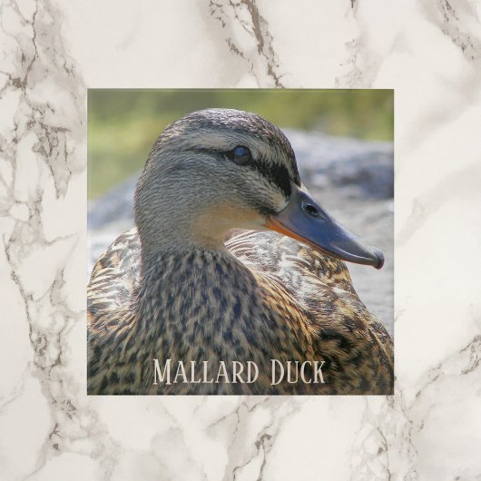 Mallard Duck Hen Foto Keramik Tile Fliese