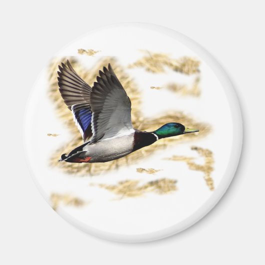 Mallard Duck Hunting Magnet (Vorne)