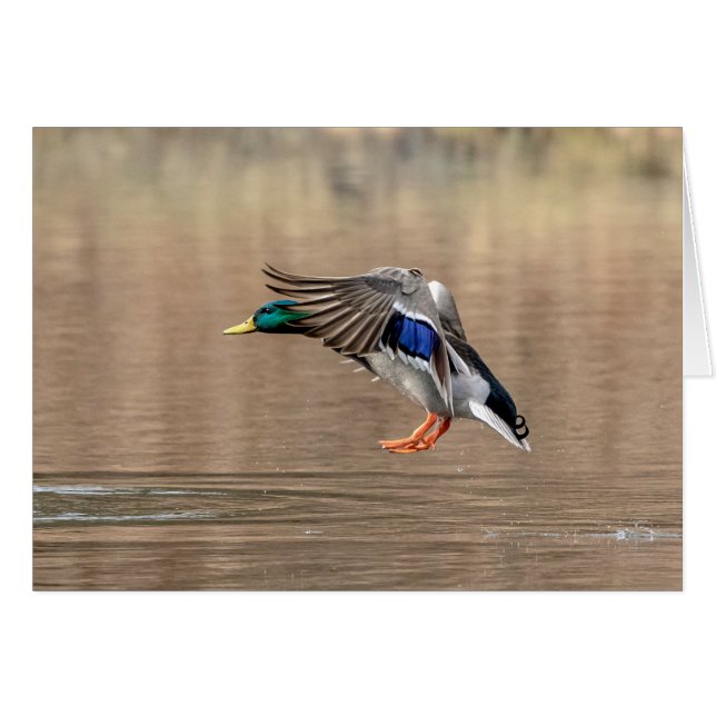 Mallard Duck im Flug (Vorderseite (Horizontal))