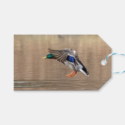 Mallard Duck im Flug Geschenkanhänger (Vorderseite (Horizontal))