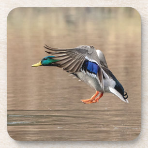 Mallard Duck im Flug Getränkeuntersetzer