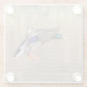 Mallard Duck im Flug Glasuntersetzer (Rückseite)