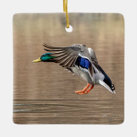 Mallard Duck im Flug Keramikornament (Vorderseite)
