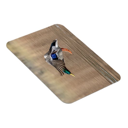 Mallard Duck im Flug Magnet (Rechte Seite)