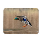 Mallard Duck im Flug Magnet (Horizontal)